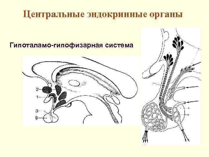   Центральные эндокринные органы  Гипоталамо-гипофизарная система 