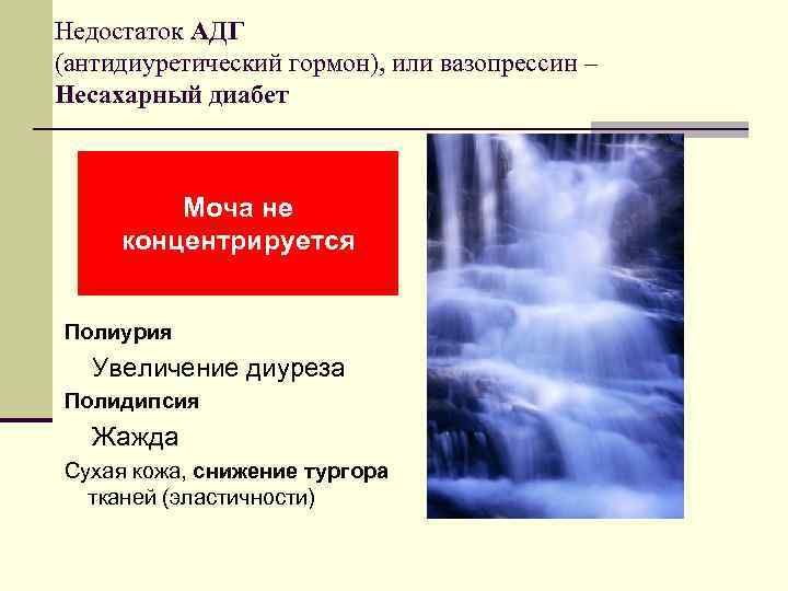 Недостаток АДГ (антидиуретический гормон), или вазопрессин – Несахарный диабет   Моча не концентрируется