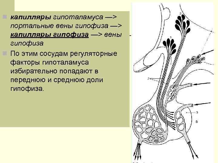n капилляры гипоталамуса —>  портальные вены гипофиза —>  капилляры гипофиза —> вены