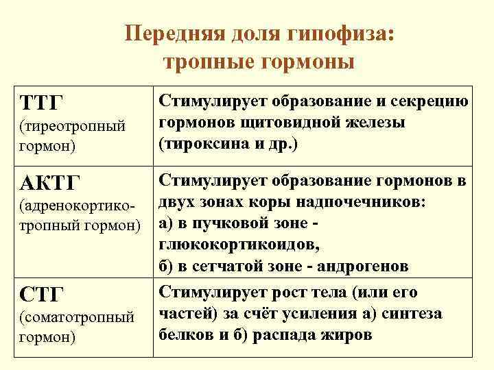   Передняя доля гипофиза:   тропные гормоны ТТГ    Стимулирует