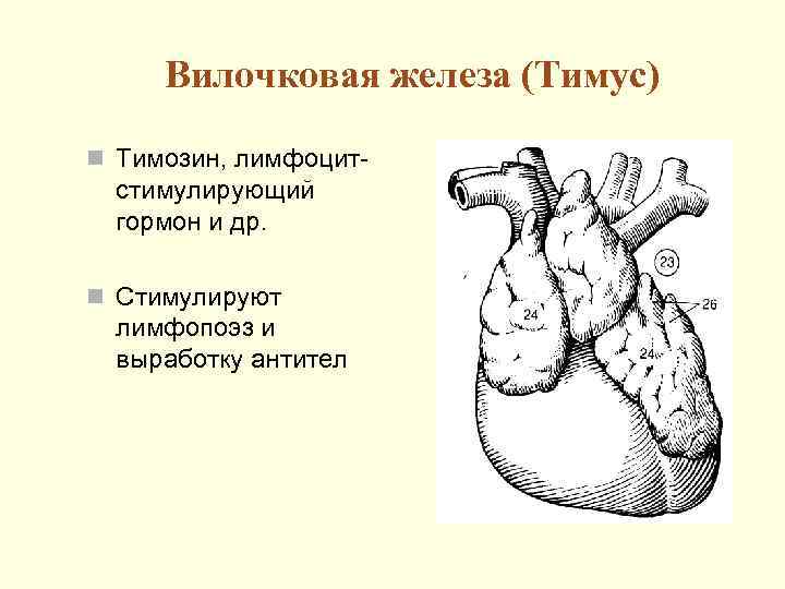  Вилочковая железа (Тимус) n Тимозин, лимфоцит-  стимулирующий  гормон и др. 