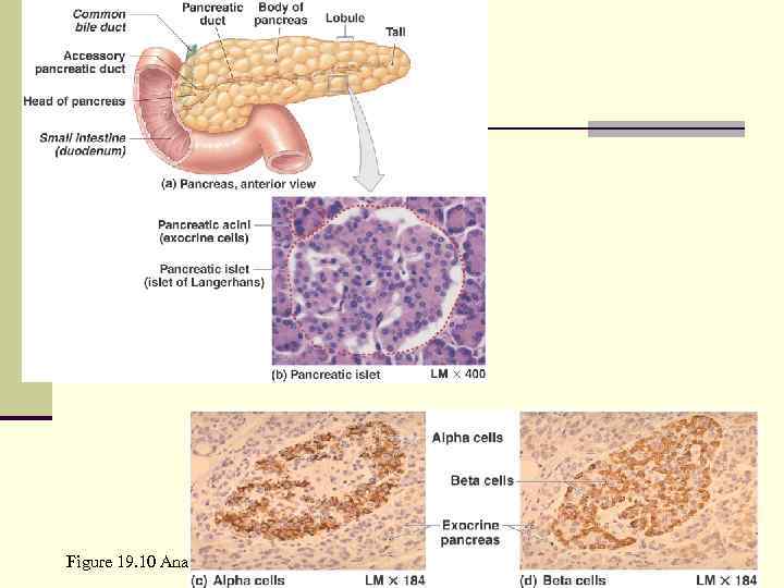 Figure 19. 10 Anatomy and Histological Organization of the Pancreas 