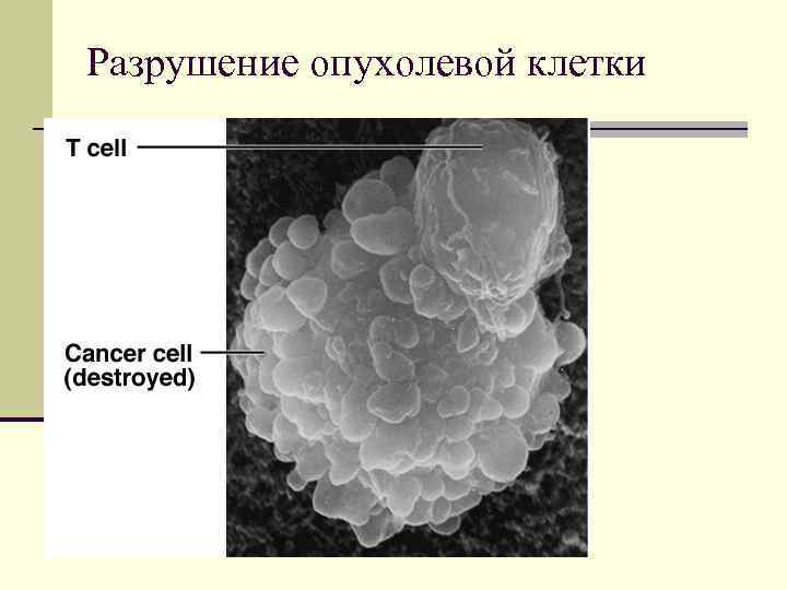 Разрушение опухолевой клетки 