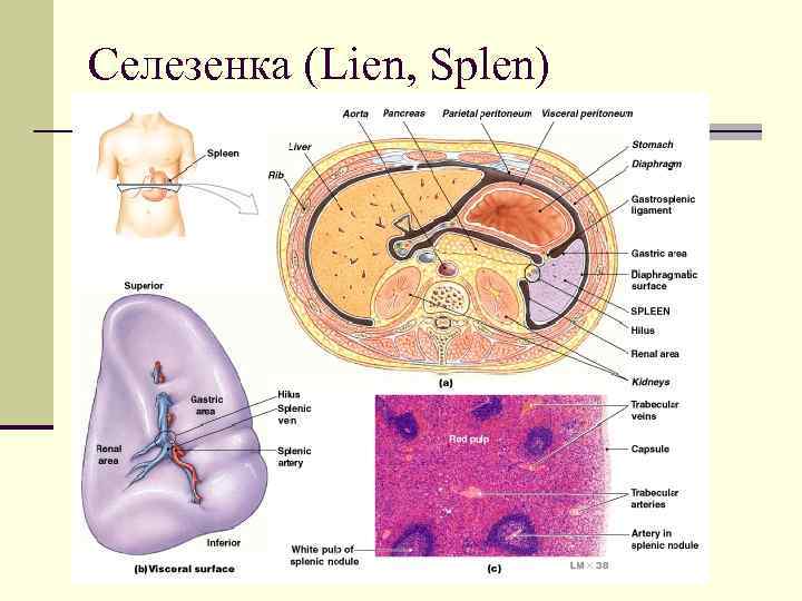 Селезенка (Lien, Splen) 