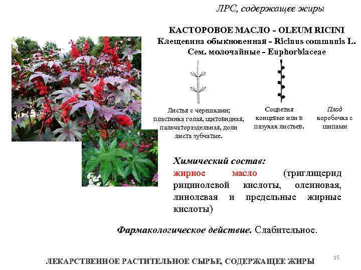 ЛРС, содержащее жиры КАСТОРОВОЕ МАСЛО - OLEUM RICINI Клещевина обыкновенная - Ricinus communis L.