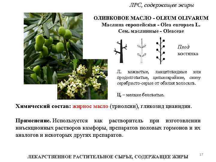 ЛРС, содержащее жиры ОЛИВКОВОЕ МАСЛО - OLEUM OLIVARUM Маслина европейская - Olea europaea L.