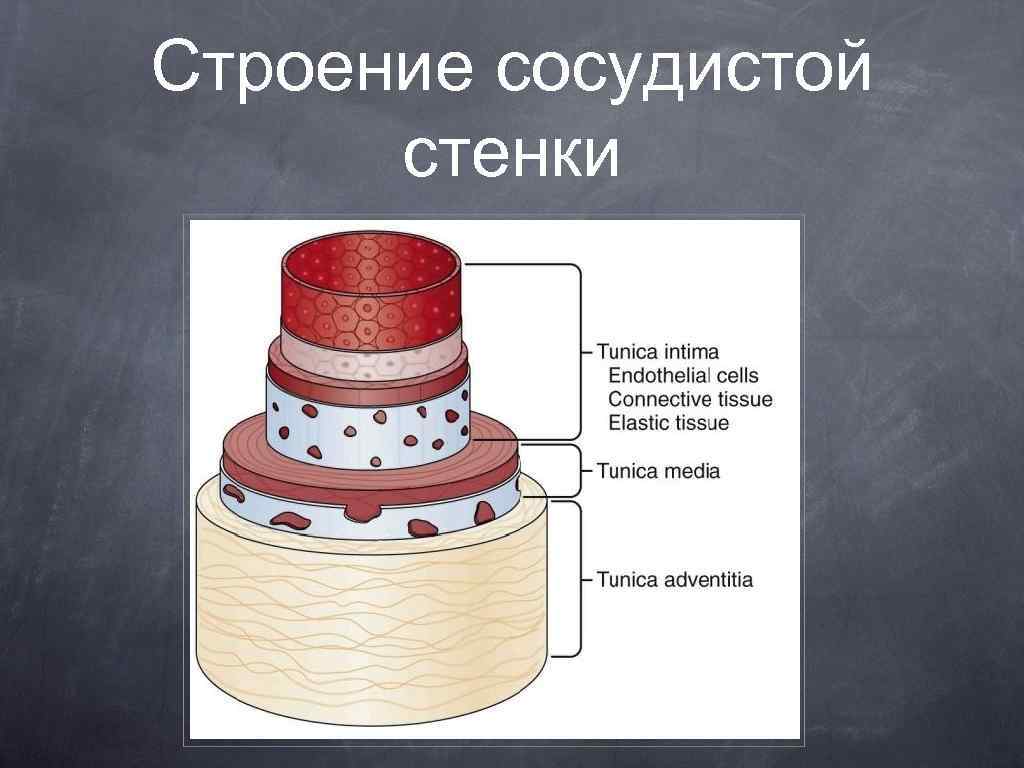 Сосудистая стенка. Анатомия сосудистой стенки. Слои сосудистой стенки. Строение стенки сосудов. Структура сосудистой стенки.