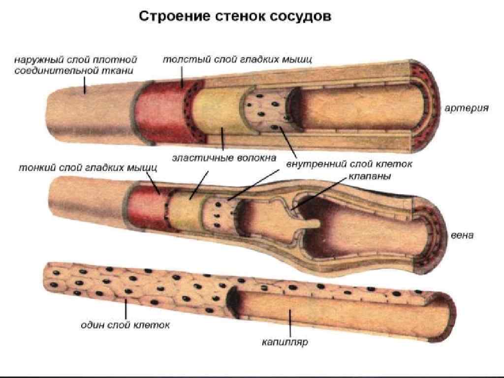 Строение стенок сосудов артерии