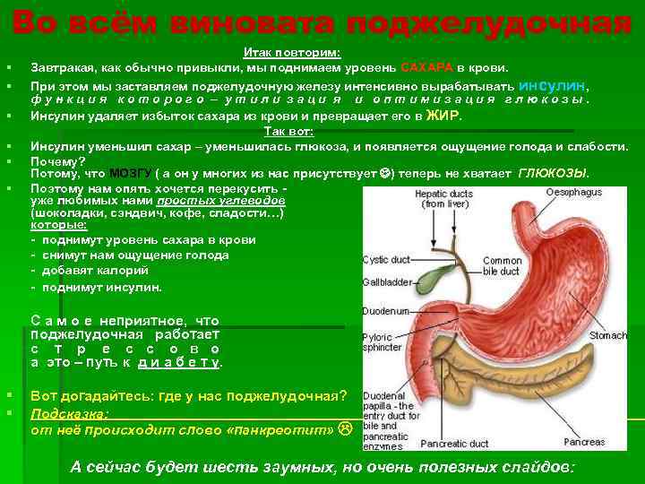 Во всём виновата поджелудочная Итак повторим: § Завтракая, как обычно привыкли, мы поднимаем уровень