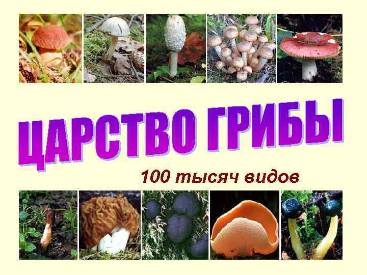 100 тысяч видов 