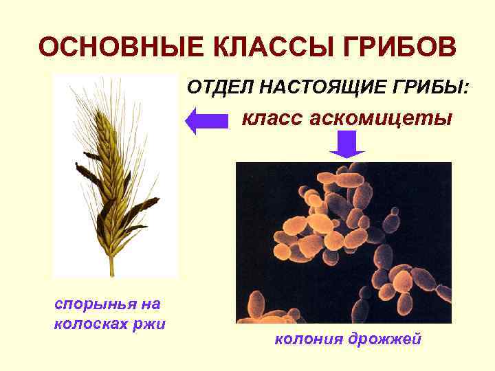 ОСНОВНЫЕ КЛАССЫ ГРИБОВ    ОТДЕЛ НАСТОЯЩИЕ ГРИБЫ:     класс