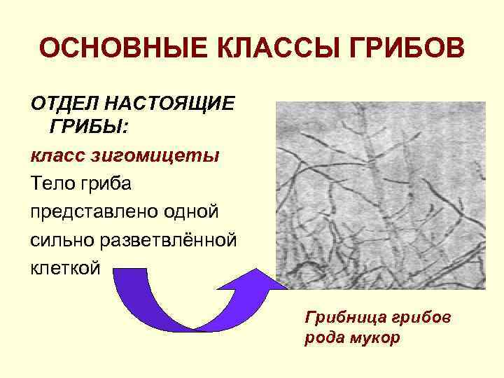 ОСНОВНЫЕ КЛАССЫ ГРИБОВ ОТДЕЛ НАСТОЯЩИЕ  ГРИБЫ: класс зигомицеты Тело гриба представлено одной сильно