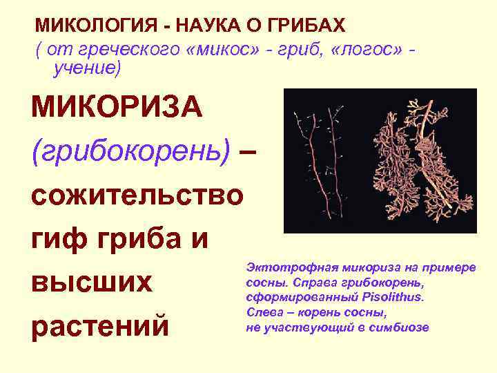 МИКОЛОГИЯ - НАУКА О ГРИБАХ ( от греческого «микос» - гриб,  «логос» -