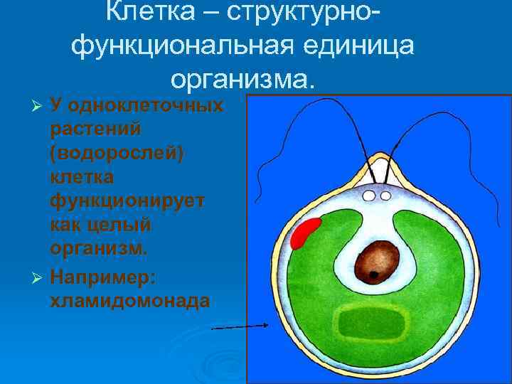  Клетка – структурно- функциональная единица  организма. Ø У одноклеточных  растений 