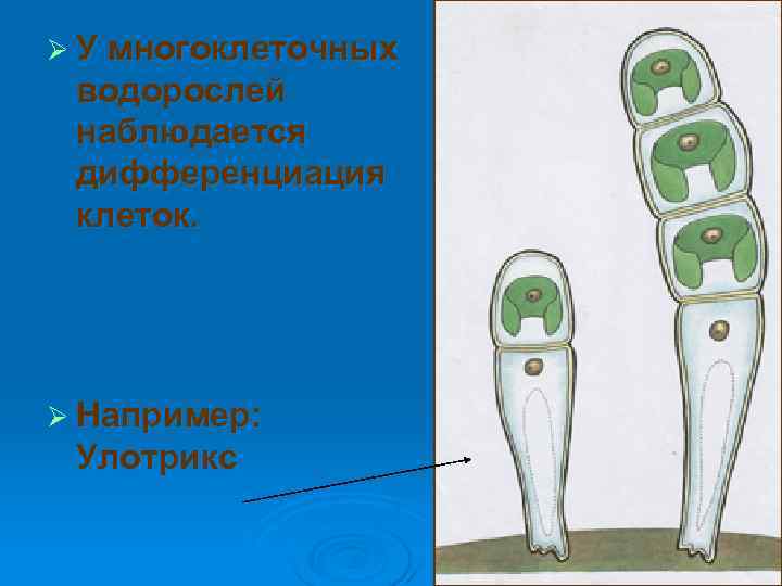Ø У многоклеточных водорослей наблюдается дифференциация клеток. Ø Например:  Улотрикс 
