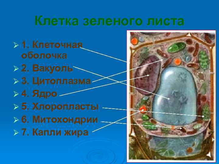   Клетка зеленого листа Ø 1. Клеточная  оболочка Ø 2. Вакуоль Ø