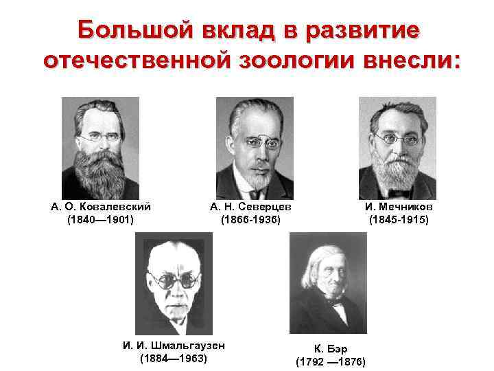  Большой вклад в развитие отечественной зоологии внесли:    А. О. Ковалевский