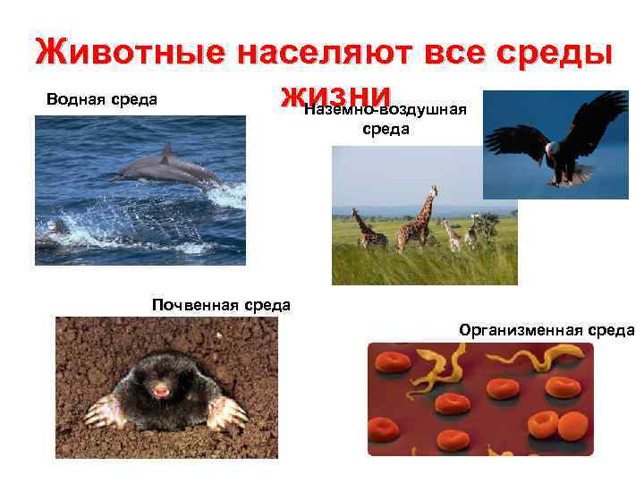 Животные населяют все среды Водная среда жизни    Наземно-воздушная   