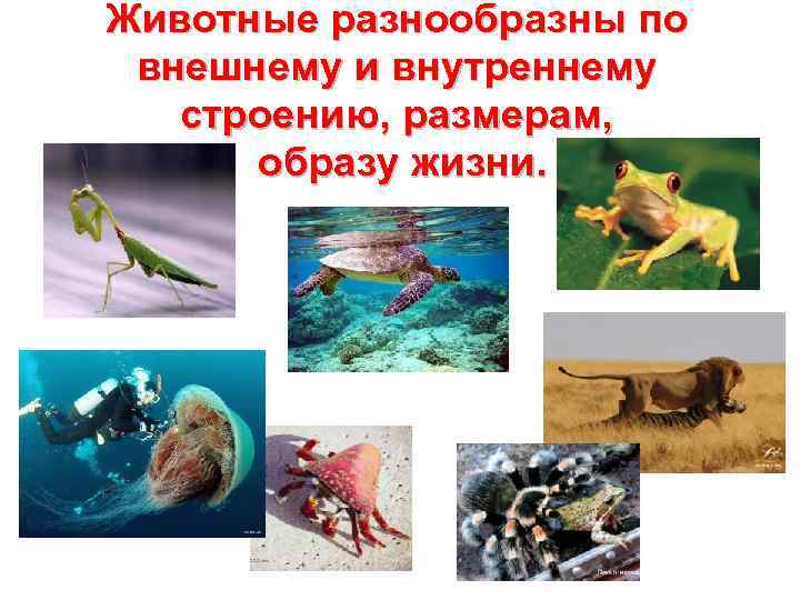 Животные разнообразны по внешнему и внутреннему  строению, размерам,  образу жизни. 