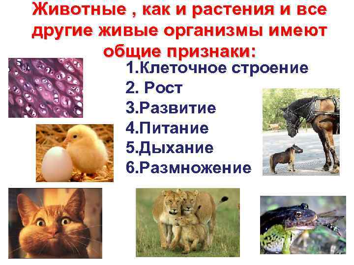 Презентация по зоологии 7 класс