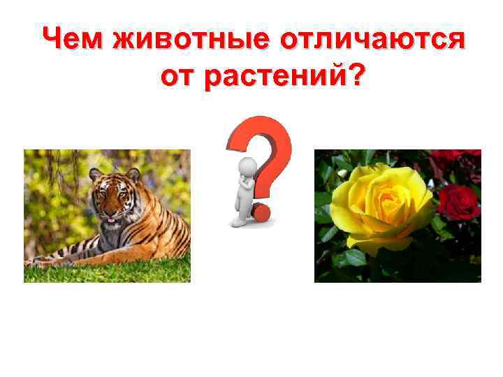 Чем животные отличаются  от растений? 
