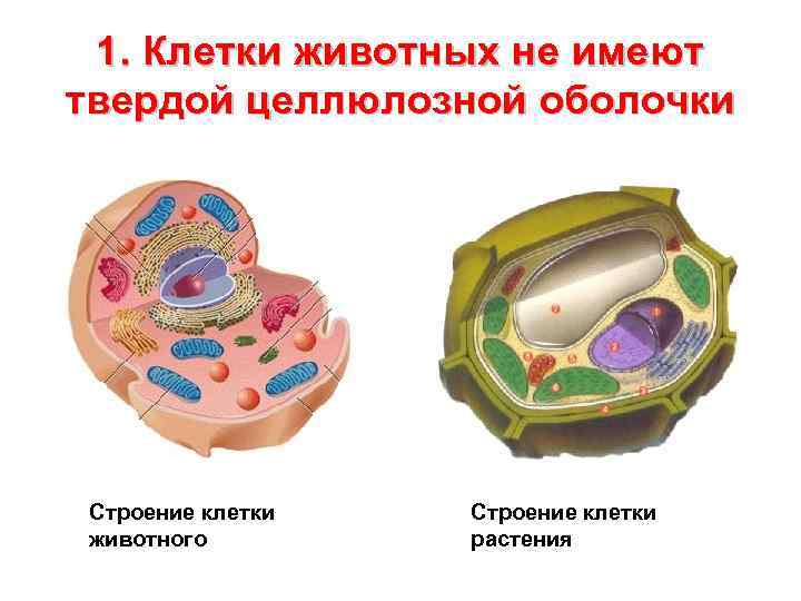  1. Клетки животных не имеют твердой целлюлозной оболочки Строение клетки животного  