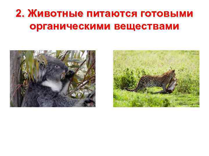 2. Животные питаются готовыми  органическими веществами 