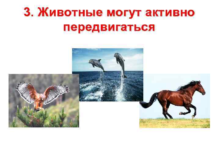 3. Животные могут активно  передвигаться 