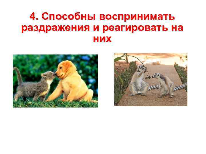  4. Способны воспринимать раздражения и реагировать на   них 