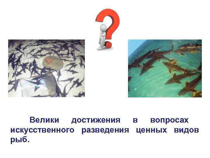   Велики  достижения  в вопросах искусственного разведения ценных видов рыб. 