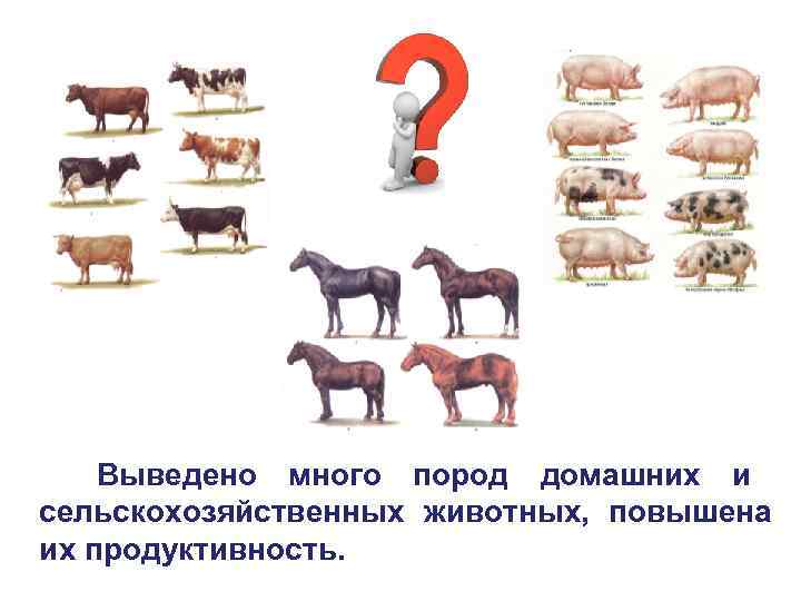   Выведено много пород домашних и сельскохозяйственных животных, повышена их продуктивность. 