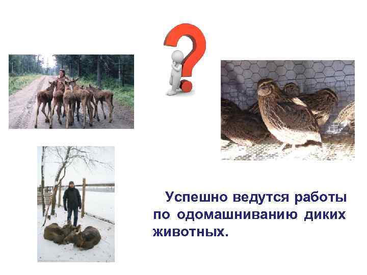  Успешно ведутся работы по одомашниванию диких животных. 