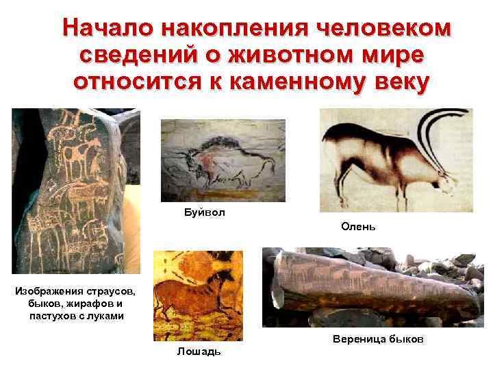   Начало накопления человеком   сведений о животном мире   относится