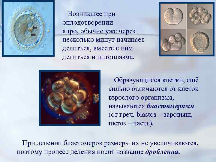     Возникшее при   оплодотворении   ядро, обычно уже
