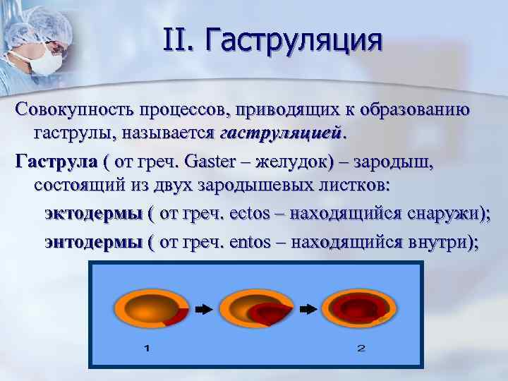     II. Гаструляция Совокупность процессов, приводящих к образованию  гаструлы, называется