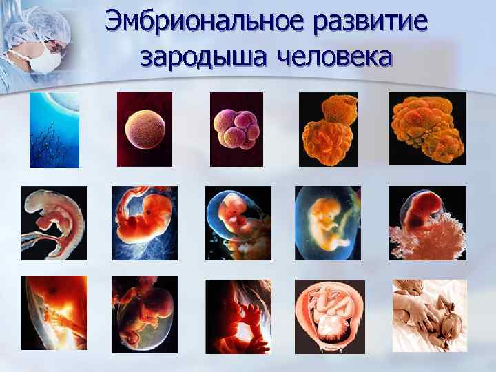 Эмбриональное развитие  зародыша человека 