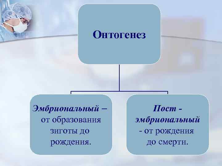   Онтогенез Эмбриональный –   Пост - от образования  эмбриональный 