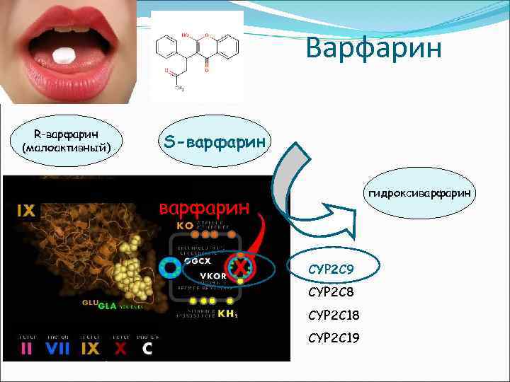 Варфарин R-варфарин (малоактивный) гепатоцит S-варфарин гидроксиварфарин CYP 2 C 9 CYP 2 C 8