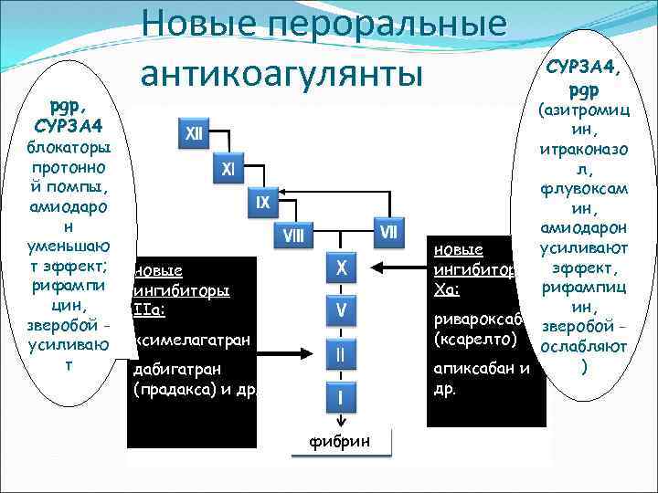 pgp, CYP 3 A 4 блокаторы протонно й помпы, амиодаро н уменьшаю т эффект;