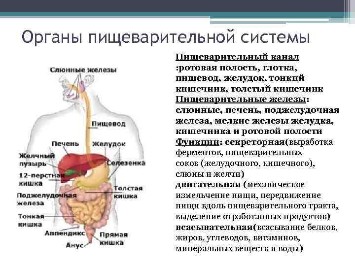Функции пищеварительного канала и пищеварительные железы
