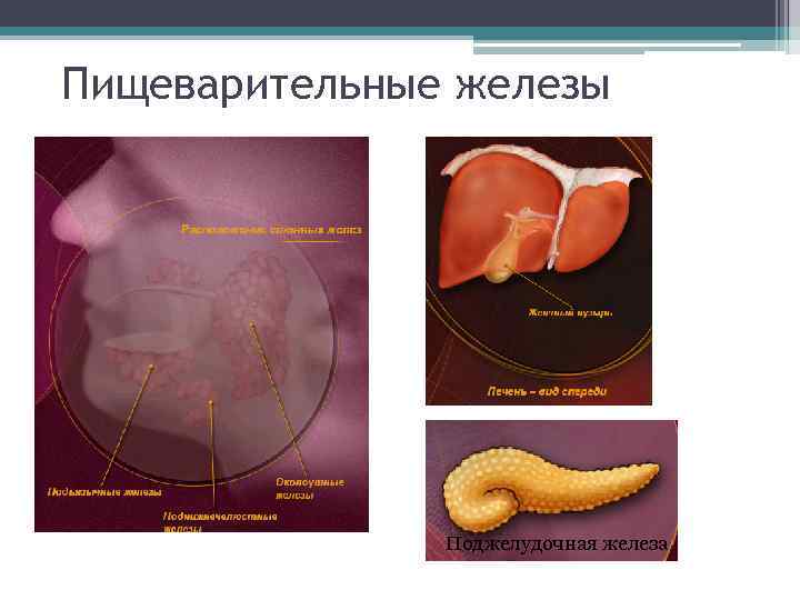 Пищеварительные железы Поджелудочная железа 