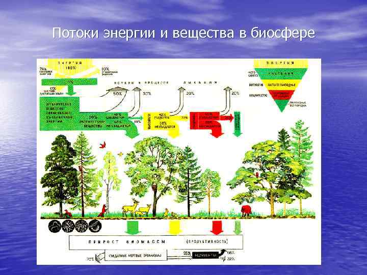 Потоки энергии и вещества в биосфере 