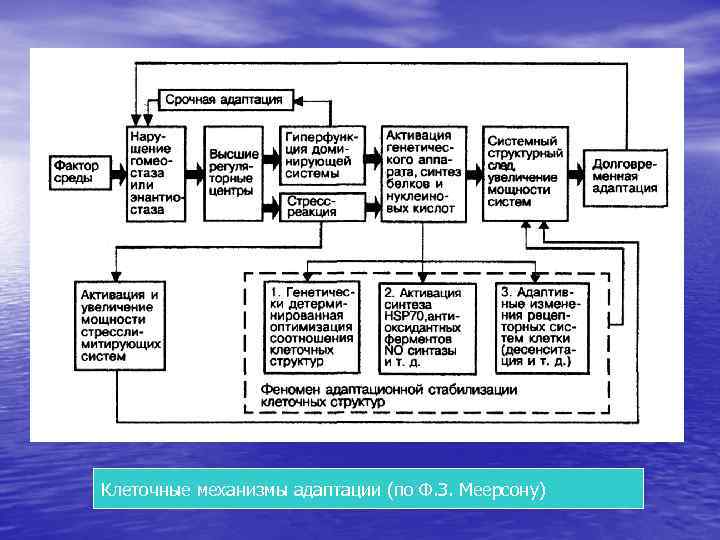 Клеточные механизмы адаптации (по Ф. З. Меерсону) 