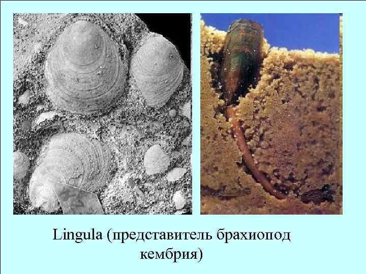 Lingula (представитель брахиопод кембрия) 