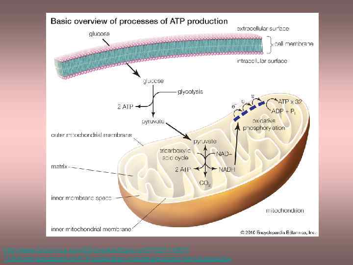 http: //www. britannica. com/EBchecked/topic-art/5722/114557/ The-three-processes-of-ATP-production-include-glycolysis-the-tricarboxylic 