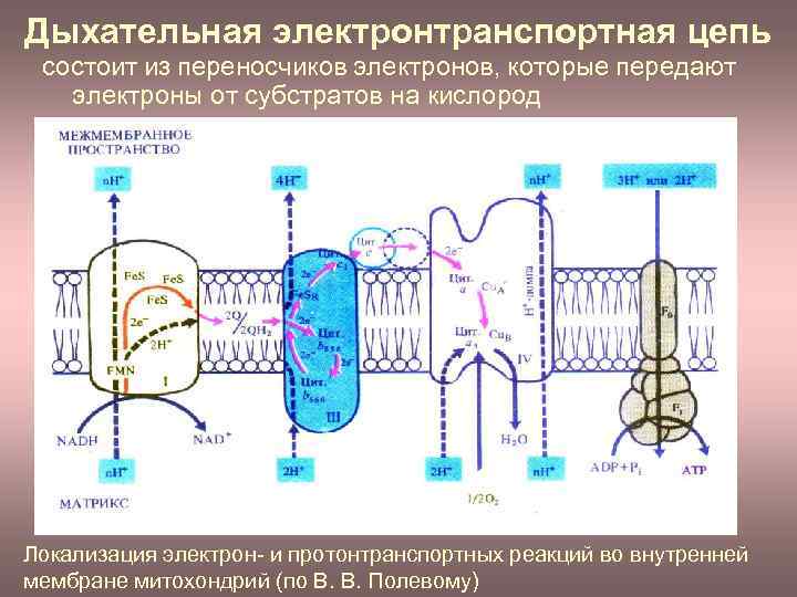 Дыхательная электронтранспортная цепь состоит из переносчиков электронов, которые передают электроны от субстратов на кислород