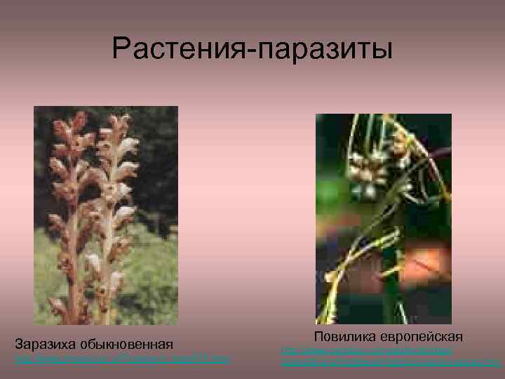 Растения-паразиты Заразиха обыкновенная http: //www. phytonica. ru/Plant/plant_atlas 976. html Повилика европейская http: //www. portalus.