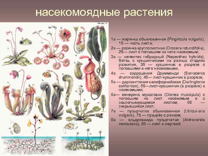 насекомоядные растения 1 а — жирянка обыкновенная (Pingvtcula vulgaris), 1 б — часть листа;