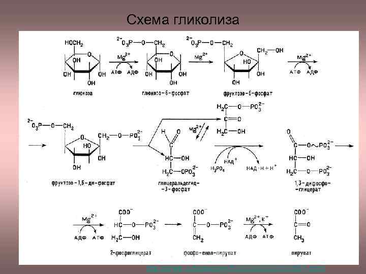 Схема гликолиза http: //iznedr. ru/books/item/f 00/s 00/z 0000015/st 007. shtml 