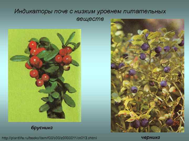 Индикаторы почв с низким уровнем питательных веществ брусника http: //plantlife. ru/books/item/f 00/s 00/z 0000011/st